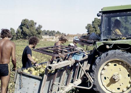 Kibbutz Yotvata 