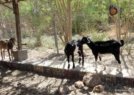 Kibbutz Samar
