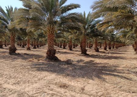 Kibbutz Grofit