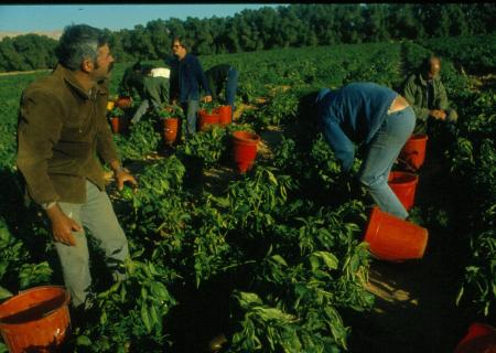 Kibbutz Yotvata 