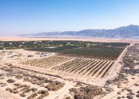Kibbutz Yotvata 